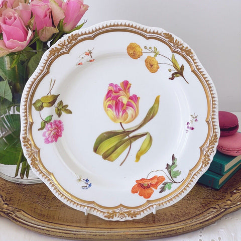 Antique Yates cabinet plate with handpainted tulip botanical study, c.1828