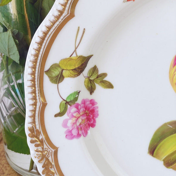 Antique Yates cabinet plate with handpainted tulip botanical study, c.1828