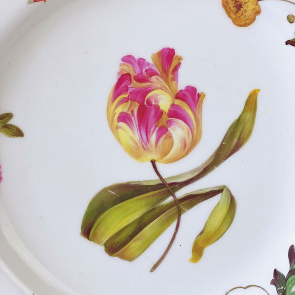 Antique Yates cabinet plate with handpainted tulip botanical study, c.1828