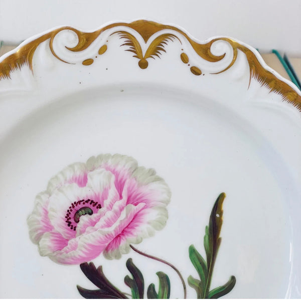 Antique Machin moustache plate with central handpainted botanical study flower